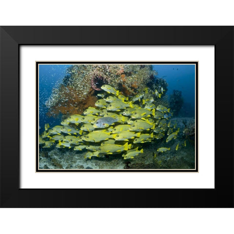 Indonesia Sweetlip fish swim past coral reef Black Modern Wood Framed Art Print with Double Matting by Shimlock, Jones