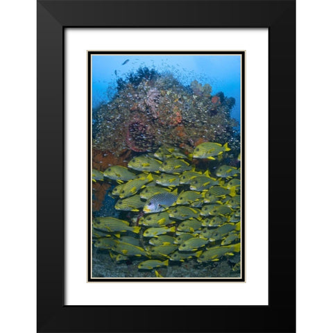 Ribboned sweetlips swimming past coral, Indonesia Black Modern Wood Framed Art Print with Double Matting by Shimlock, Jones