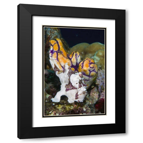 Indonesia Frogfish mimics a sea squirt Black Modern Wood Framed Art Print with Double Matting by Shimlock, Jones