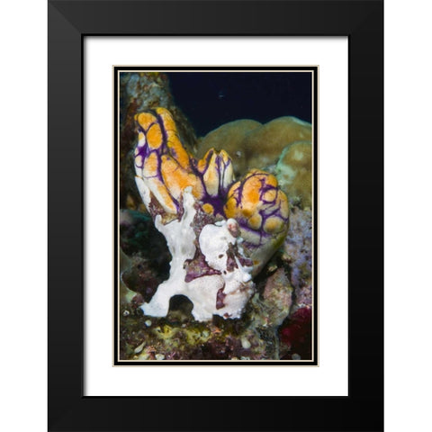 Indonesia Frogfish mimics a sea squirt Black Modern Wood Framed Art Print with Double Matting by Shimlock, Jones