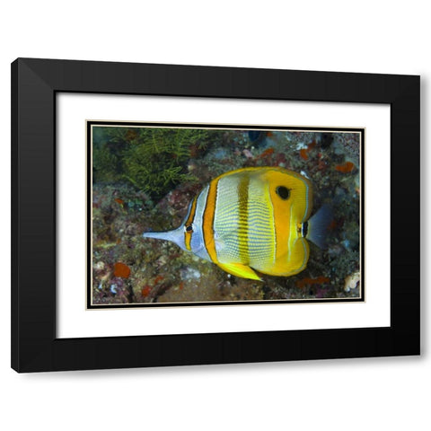 Indonesia, Raja Ampat Side view Butterflyfish Black Modern Wood Framed Art Print with Double Matting by Shimlock, Jones