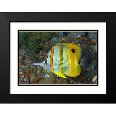Indonesia, Raja Ampat Side view Butterflyfish Black Modern Wood Framed Art Print with Double Matting by Shimlock, Jones