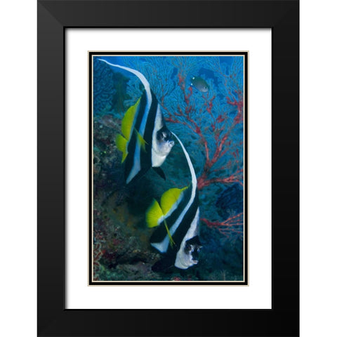 Indonesia Longfin bannerfish by sea fan coral Black Modern Wood Framed Art Print with Double Matting by Shimlock, Jones