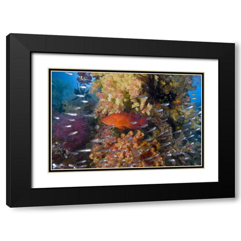 Indonesia Coral trout and glassfish by coral Black Modern Wood Framed Art Print with Double Matting by Shimlock, Jones