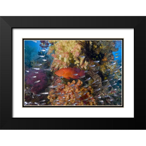 Indonesia Coral trout and glassfish by coral Black Modern Wood Framed Art Print with Double Matting by Shimlock, Jones