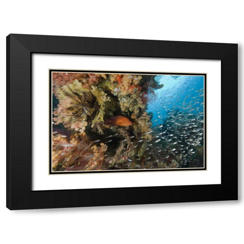 Indonesia Coral trout and glassfish by coral Black Modern Wood Framed Art Print with Double Matting by Shimlock, Jones