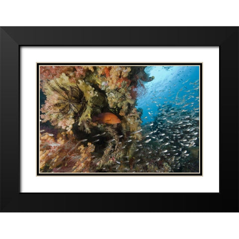 Indonesia Coral trout and glassfish by coral Black Modern Wood Framed Art Print with Double Matting by Shimlock, Jones