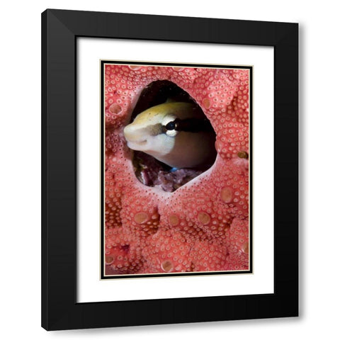 Lance blenny fish in a hole in coral, Indonesia Black Modern Wood Framed Art Print with Double Matting by Shimlock, Jones