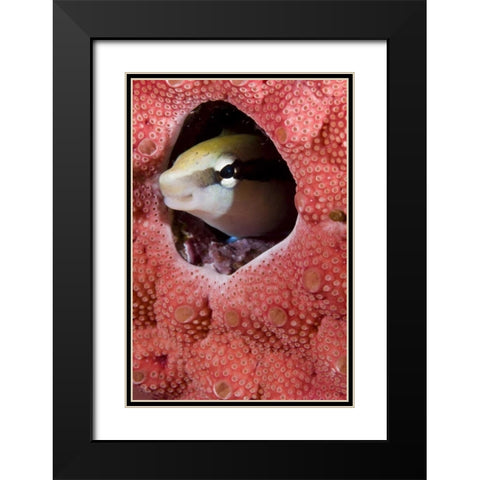 Lance blenny fish in a hole in coral, Indonesia Black Modern Wood Framed Art Print with Double Matting by Shimlock, Jones