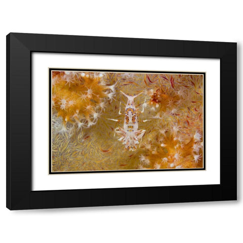 Indonesia Tiger shrimp and soft corals Black Modern Wood Framed Art Print with Double Matting by Shimlock, Jones