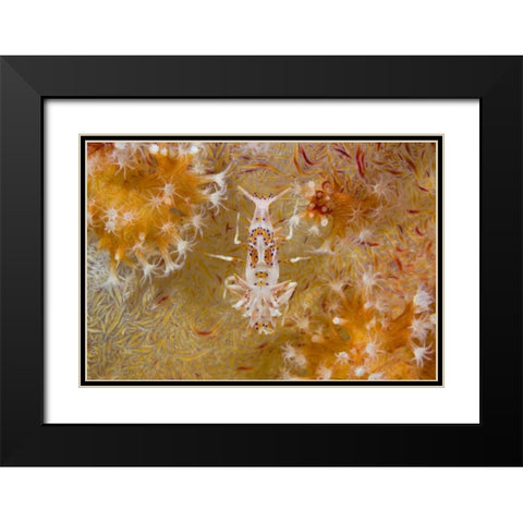 Indonesia Tiger shrimp and soft corals Black Modern Wood Framed Art Print with Double Matting by Shimlock, Jones