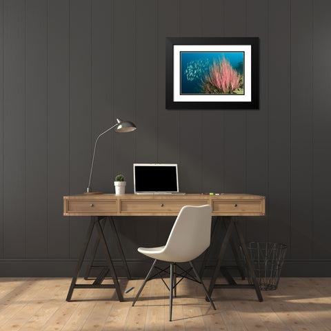 Indonesia, Buyat Bay Razorfish swim over coral Black Modern Wood Framed Art Print with Double Matting by Shimlock, Jones