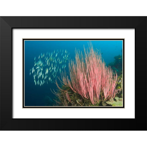 Indonesia, Buyat Bay Razorfish swim over coral Black Modern Wood Framed Art Print with Double Matting by Shimlock, Jones