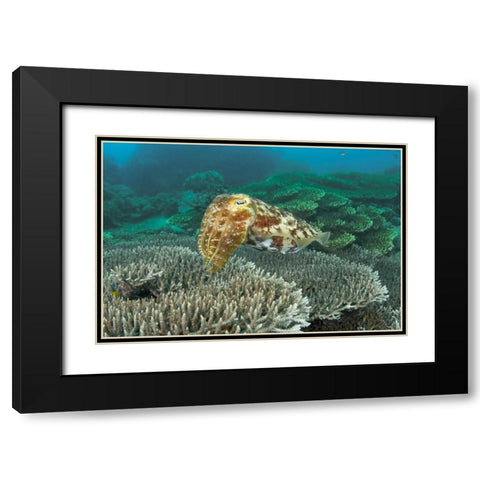 Cuttlefish, Buyat Bay, Sulawesi Island, Indonesia Black Modern Wood Framed Art Print with Double Matting by Shimlock, Jones
