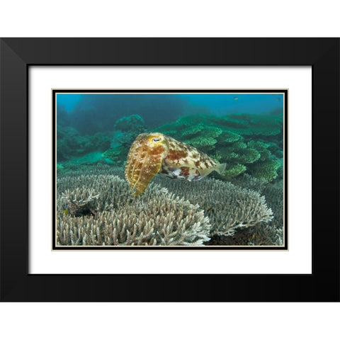 Cuttlefish, Buyat Bay, Sulawesi Island, Indonesia Black Modern Wood Framed Art Print with Double Matting by Shimlock, Jones