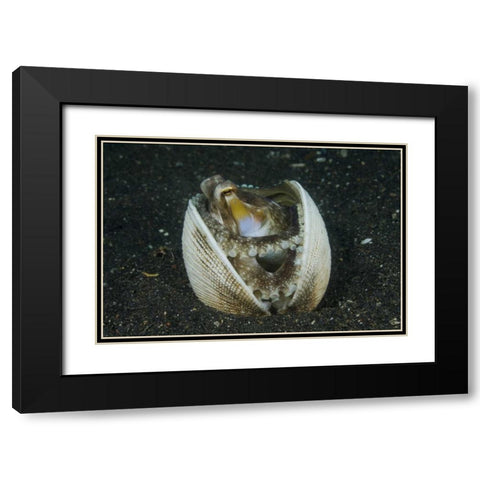 Indonesia, Lembeh Strait A marginated octopus Black Modern Wood Framed Art Print with Double Matting by Shimlock, Jones
