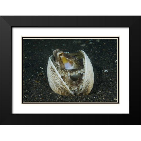 Indonesia, Lembeh Strait A marginated octopus Black Modern Wood Framed Art Print with Double Matting by Shimlock, Jones