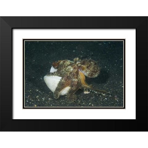 Indonesia A marginated octopus with shell Black Modern Wood Framed Art Print with Double Matting by Shimlock, Jones
