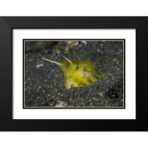 Indonesia, Lembeh Strait A cowfish Black Modern Wood Framed Art Print with Double Matting by Shimlock, Jones
