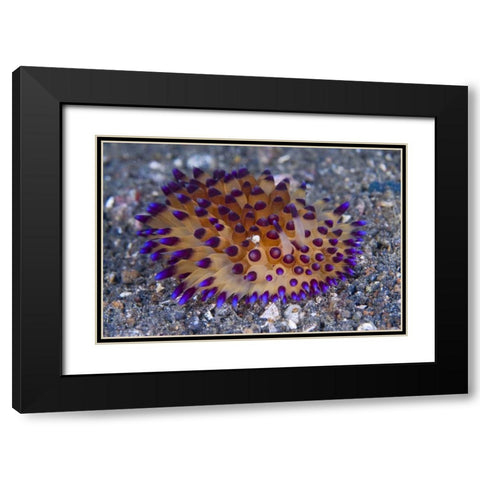 Tiny crab on nudibanch, Lembeh Strait, Indonesia Black Modern Wood Framed Art Print with Double Matting by Shimlock, Jones