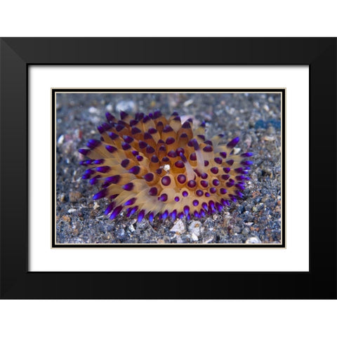 Tiny crab on nudibanch, Lembeh Strait, Indonesia Black Modern Wood Framed Art Print with Double Matting by Shimlock, Jones