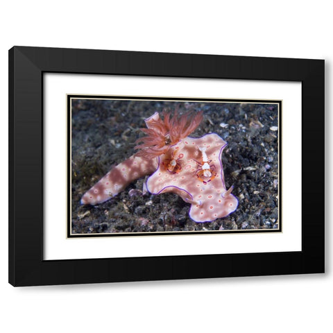 Indonesia, Two Coleman shrimp on nudibranch Black Modern Wood Framed Art Print with Double Matting by Shimlock, Jones