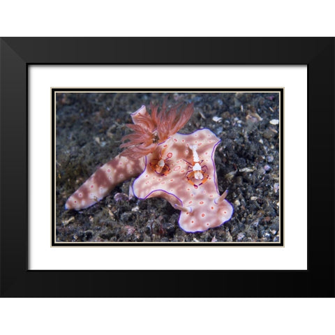 Indonesia, Two Coleman shrimp on nudibranch Black Modern Wood Framed Art Print with Double Matting by Shimlock, Jones