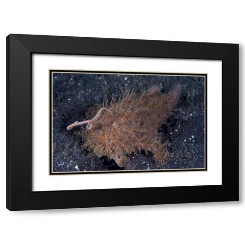 Indonesia, A hairy frogfish using its lure Black Modern Wood Framed Art Print with Double Matting by Shimlock, Jones