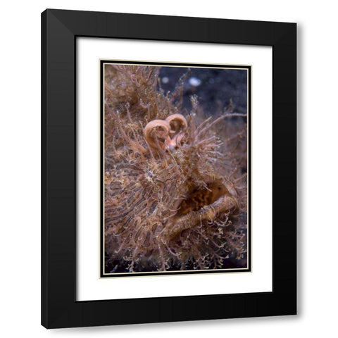 Indonesia, Hairy frogfish that uses its lure Black Modern Wood Framed Art Print with Double Matting by Shimlock, Jones