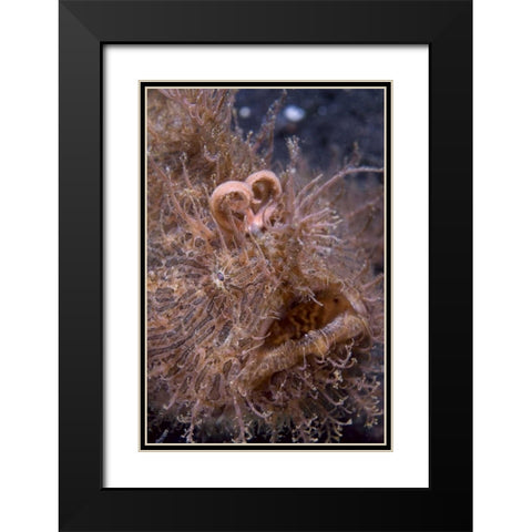 Indonesia, Hairy frogfish that uses its lure Black Modern Wood Framed Art Print with Double Matting by Shimlock, Jones