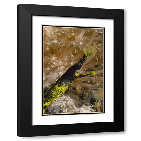 Indonesia, Sulawesi Island A ribbon eel Black Modern Wood Framed Art Print with Double Matting by Shimlock, Jones