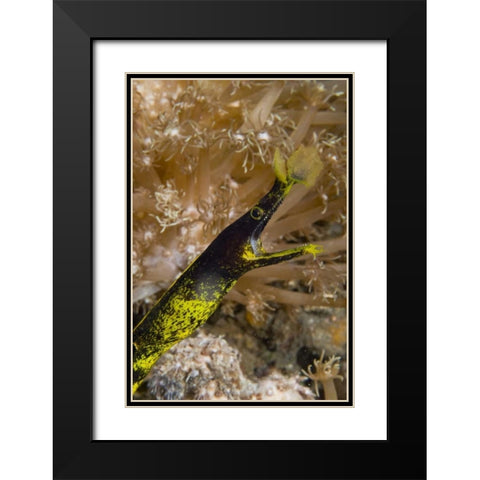 Indonesia, Sulawesi Island A ribbon eel Black Modern Wood Framed Art Print with Double Matting by Shimlock, Jones