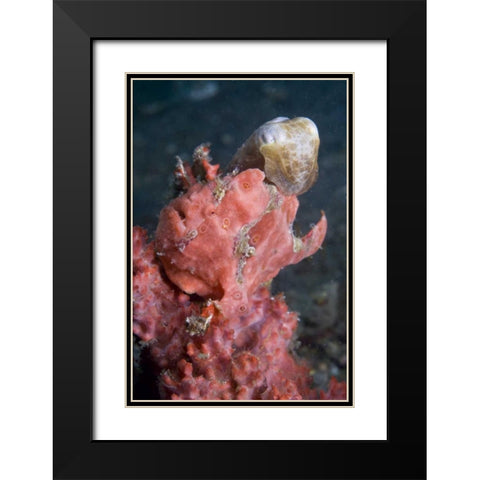Indonesia A pygmy cuttlefish and frogfish Black Modern Wood Framed Art Print with Double Matting by Shimlock, Jones