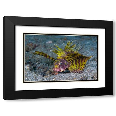 Indonesia, Lembeh Strait Red dwarf lionfish Black Modern Wood Framed Art Print with Double Matting by Shimlock, Jones
