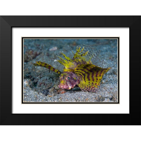 Indonesia, Lembeh Strait Red dwarf lionfish Black Modern Wood Framed Art Print with Double Matting by Shimlock, Jones