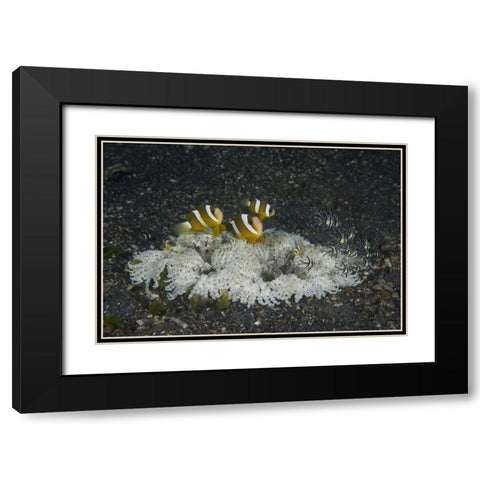 Indonesia, A ringed anemone community Black Modern Wood Framed Art Print with Double Matting by Shimlock, Jones