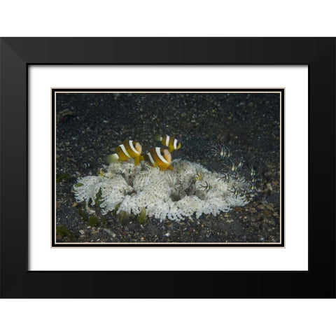 Indonesia, A ringed anemone community Black Modern Wood Framed Art Print with Double Matting by Shimlock, Jones
