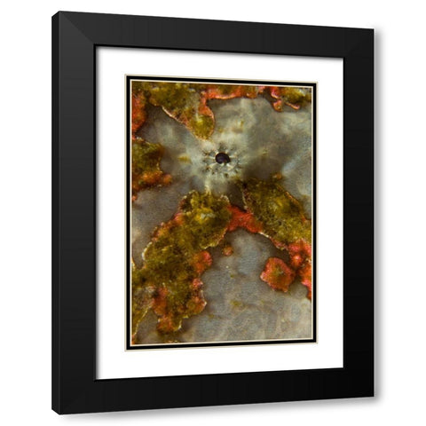 Indonesia, Sulawesi Isl, Lembeh Strait Frogfish Black Modern Wood Framed Art Print with Double Matting by Shimlock, Jones