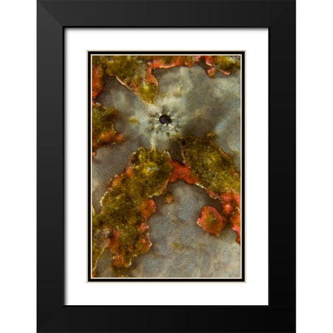 Indonesia, Sulawesi Isl, Lembeh Strait Frogfish Black Modern Wood Framed Art Print with Double Matting by Shimlock, Jones