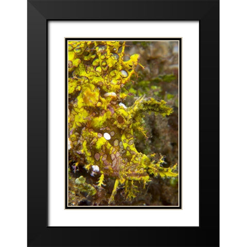 Indonesia, Sulawesi Isl, Rhinopias scorpionfish Black Modern Wood Framed Art Print with Double Matting by Shimlock, Jones