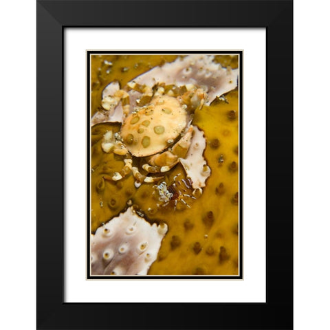 Indonesia, A swimming crab and bumble-bee shrimp Black Modern Wood Framed Art Print with Double Matting by Shimlock, Jones