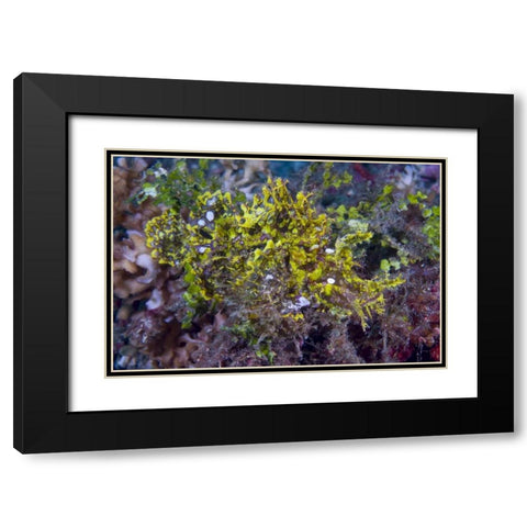 Indonesia, Sulawesi Isl, Rhinopias scorpionfish Black Modern Wood Framed Art Print with Double Matting by Shimlock, Jones