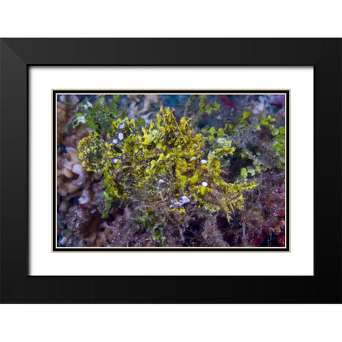 Indonesia, Sulawesi Isl, Rhinopias scorpionfish Black Modern Wood Framed Art Print with Double Matting by Shimlock, Jones