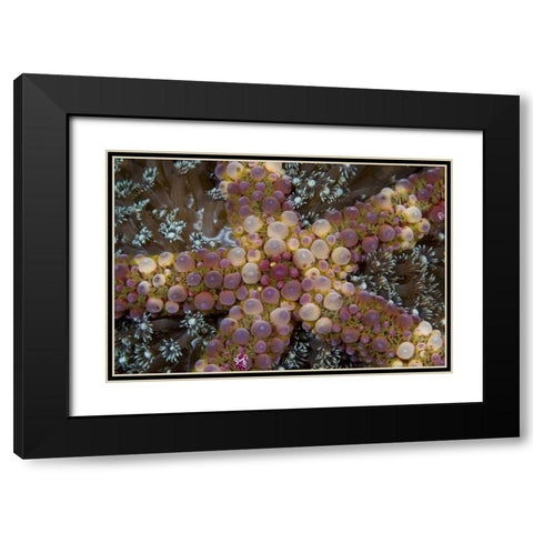 Indonesia, Sulawesi Island An exotic starfish Black Modern Wood Framed Art Print with Double Matting by Shimlock, Jones