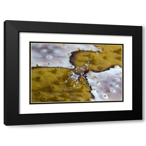 Indonesia, Lembeh Strait Bumble-bee shrimp Black Modern Wood Framed Art Print with Double Matting by Shimlock, Jones