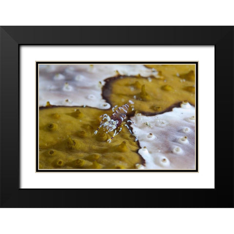 Indonesia, Lembeh Strait Bumble-bee shrimp Black Modern Wood Framed Art Print with Double Matting by Shimlock, Jones