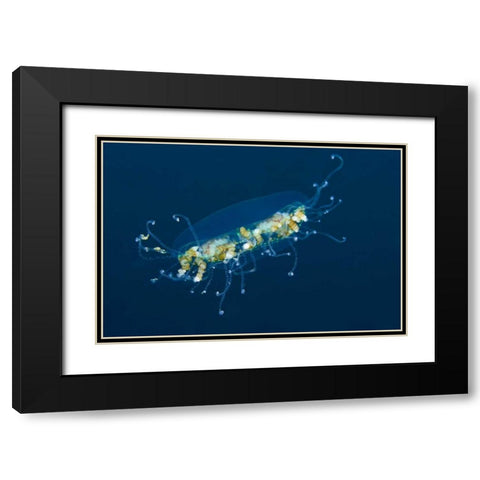 Indonesia, Lembeh Strait Adult jellyfish Black Modern Wood Framed Art Print with Double Matting by Shimlock, Jones