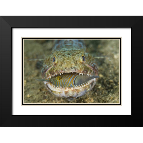 Lizardfish eating, Sulawesi Island, Indonesia Black Modern Wood Framed Art Print with Double Matting by Shimlock, Jones