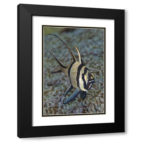Banggai cardinalfish, Sulawesi Island, Indonesia Black Modern Wood Framed Art Print with Double Matting by Shimlock, Jones