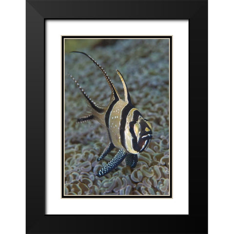 Banggai cardinalfish, Sulawesi Island, Indonesia Black Modern Wood Framed Art Print with Double Matting by Shimlock, Jones